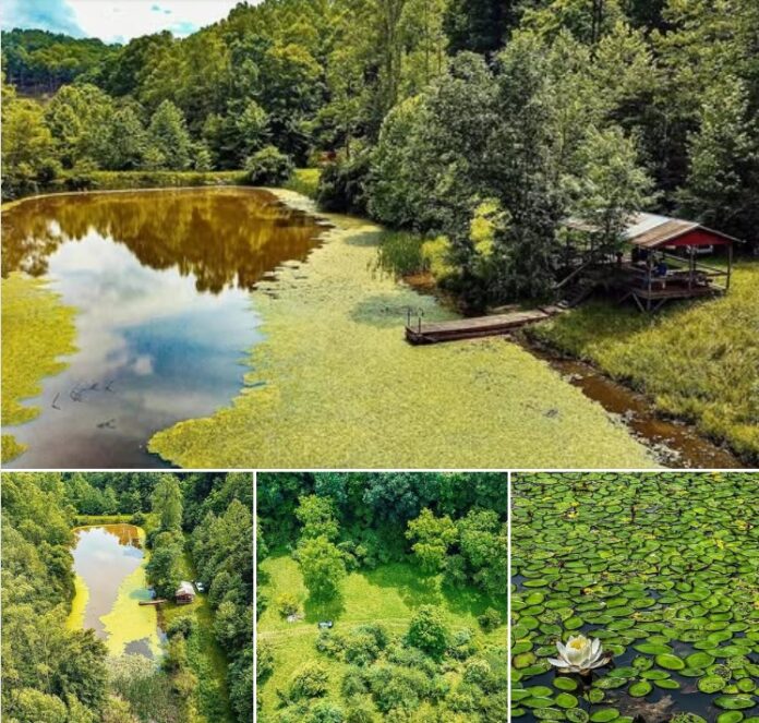 53.88 Acres in West Virginia! 3.2-Acre Stocked Pond, Wildlife & Room to Build